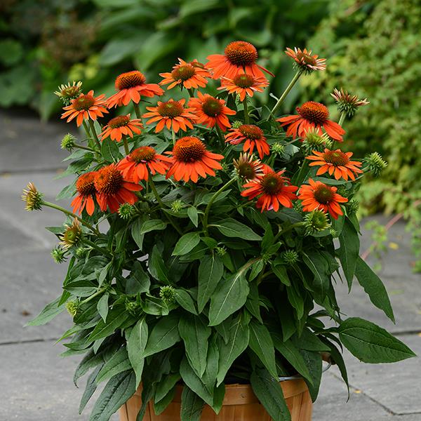 Echinacea Sombrero® Adobe Orange - Container