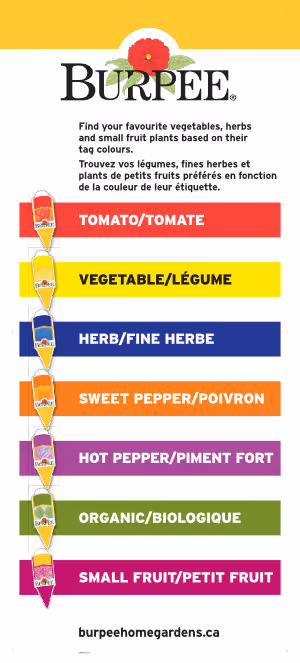 Poster - Color Coding