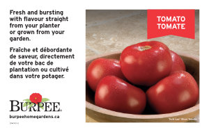 Bench Card - Tomato