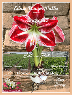 2022 Amaryllis Ednie Flower Bulbs