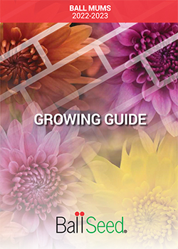 2022 2023 Ball Mums Growing Guide