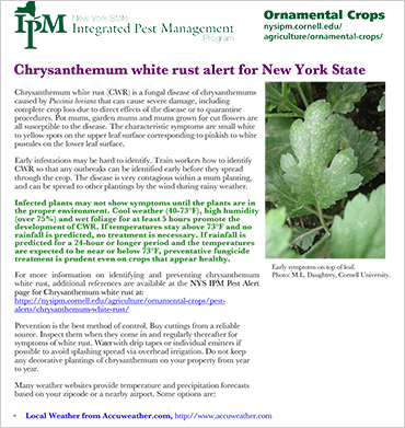 Chrysanthemum White Rust Alert & Management