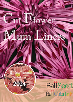 Mum Liners 2023