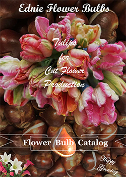 2022 Tulip Ednie Flower Bulbs