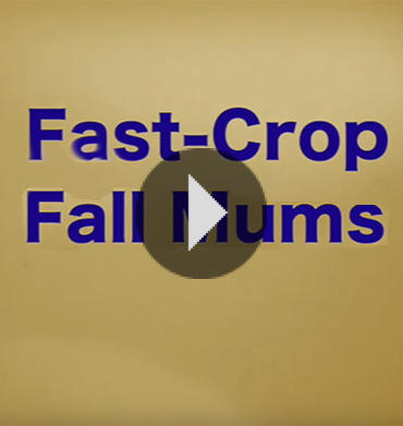 How To Fast-Crop Fall Mums