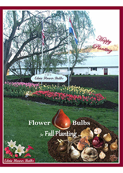 Flower Bulbs for Fall Planting