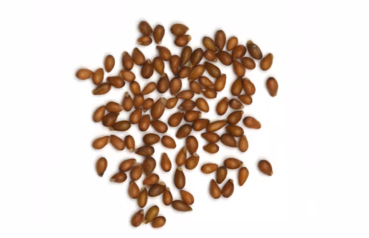 Seed form