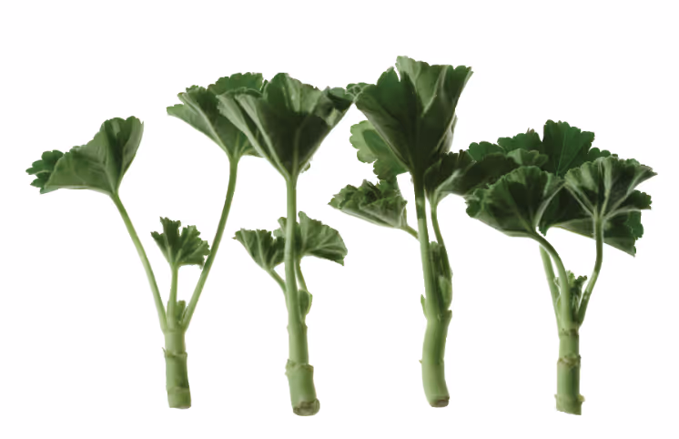 Unrooted Cuttings form