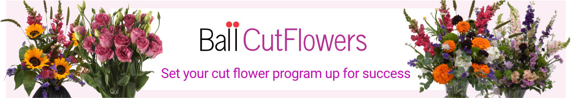 Visit our Cut Flowers