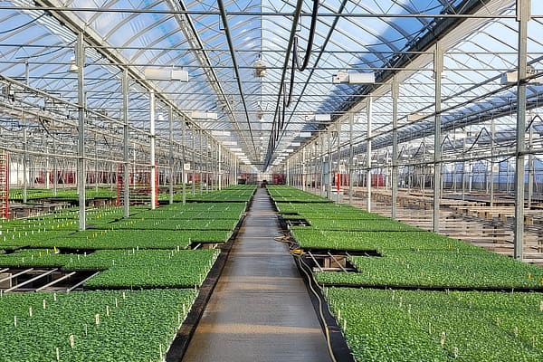 Greenhouse with plug trays