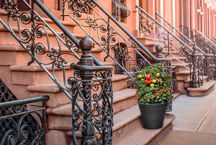 Burpee Space Saver tomatoes