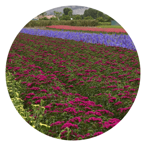 Cut flowers field