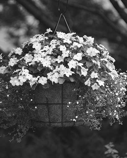black and white impatiens container