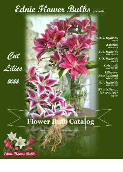 2022 Lily Ednie Bulbs Catalog