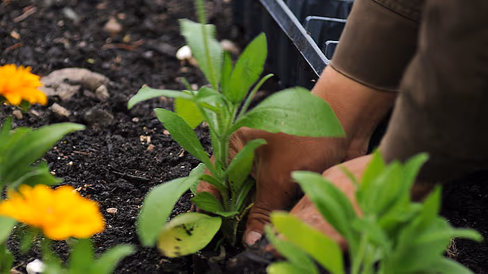 Planting landscape plants