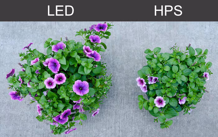 LED vs HPS comparison photo