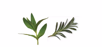 Unrooted Cuttings form