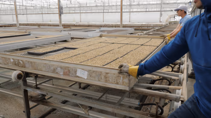 Plugs in a greehouse