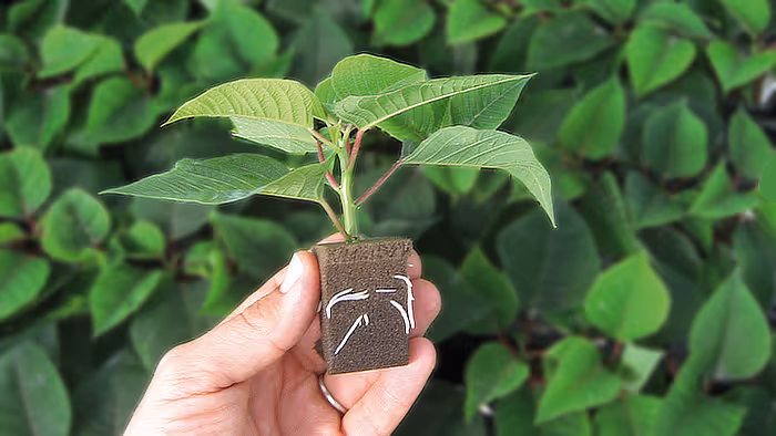 Poinsettia rooting