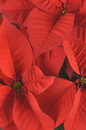 Poinsettias