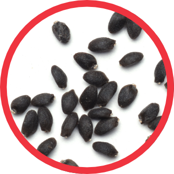 RAW seed form