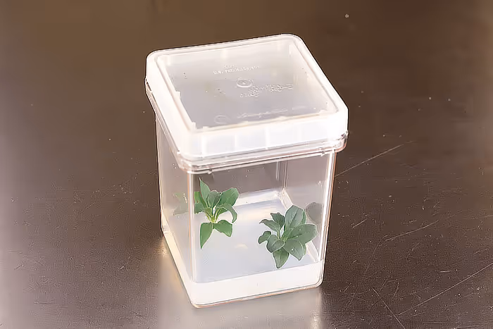 Tissue Culture sterile media