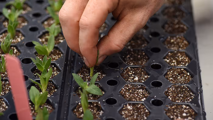 Annuals in the greenhouse