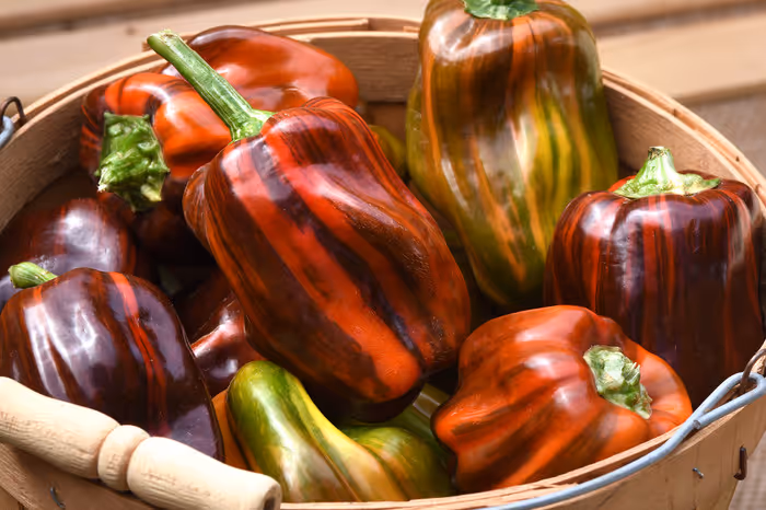 Peppers in basket