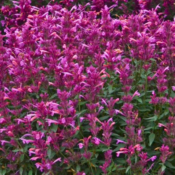 Agastache rupestris Rosie Posie