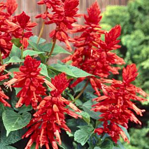 Lighthouse Red Salvia