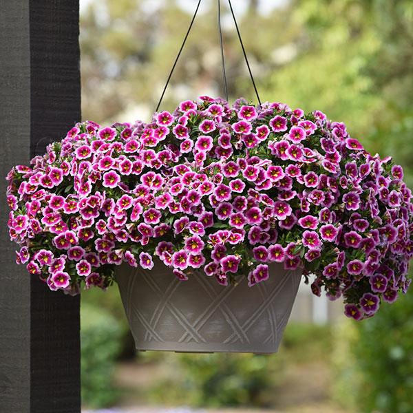 Can-Can ® Bumble Bee Pink Calibrachoa