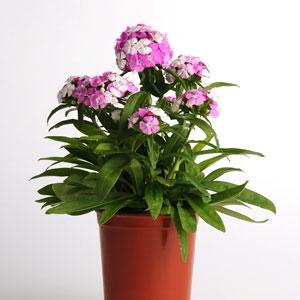 Dash™ Magician Dianthus