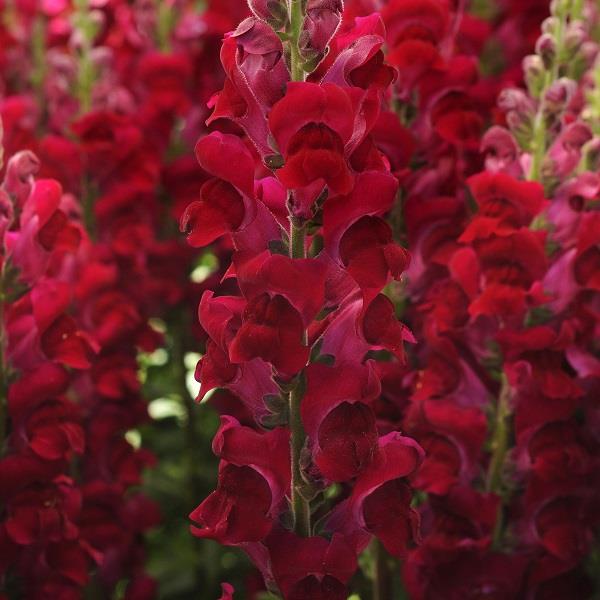 Potomac Crimson Antirrhinum Cut Flower