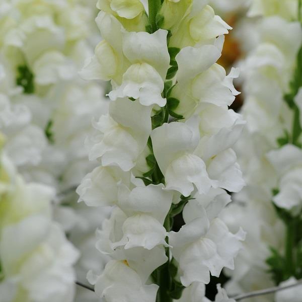 Potomac Early White Antirrhinum Cut Flower