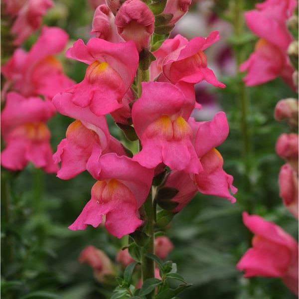 Potomac Rose Antirrhinum Cut Flower