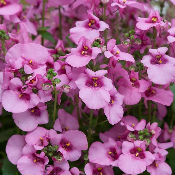 Diamond Pink Diascia