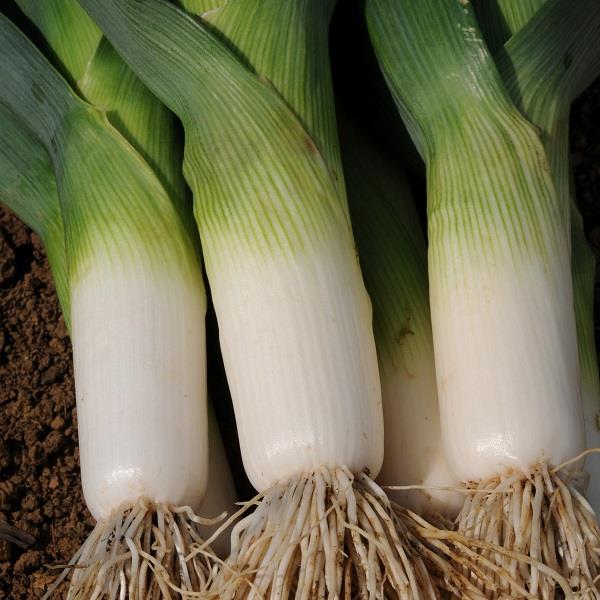 Jolant Leek