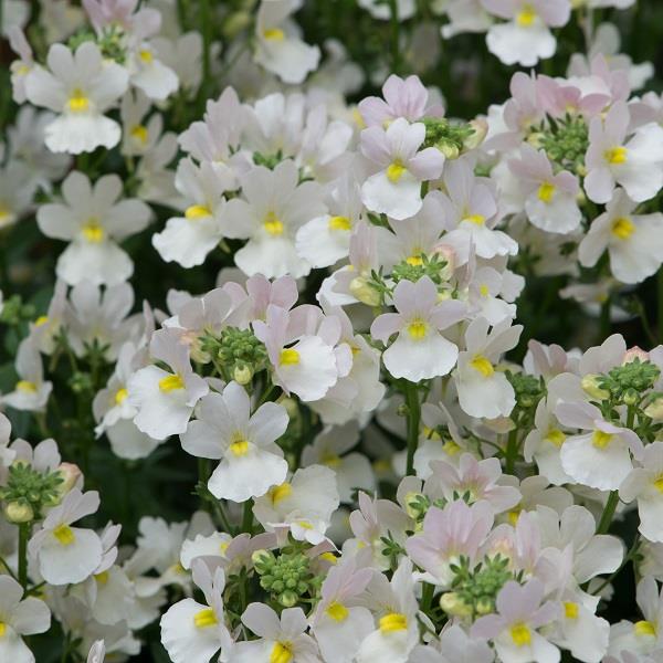 Wisley Vanilla Nemesia