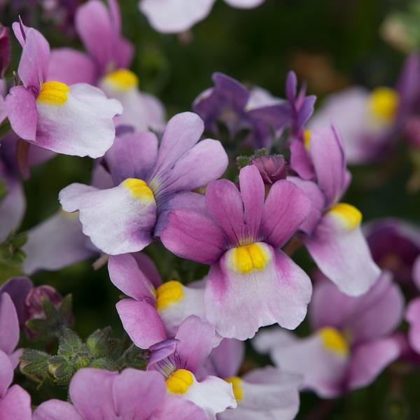 Sundae Blueberry Ice Nemesia