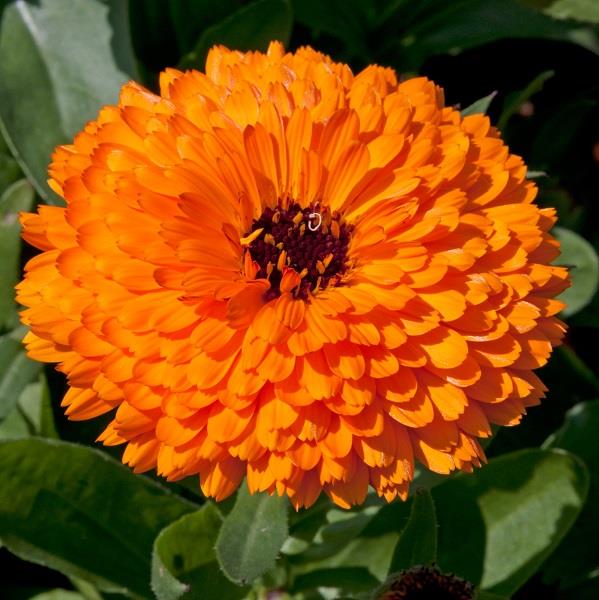 Fiesta Orange Calendula