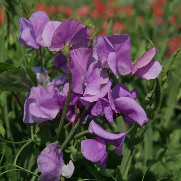 Spencer Leamington Sweet Pea