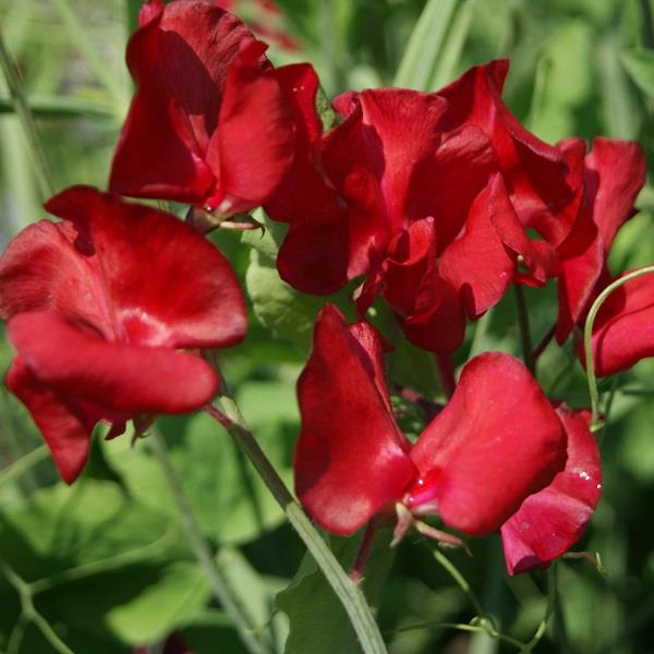 Spencer Winston Churchill Sweet Pea