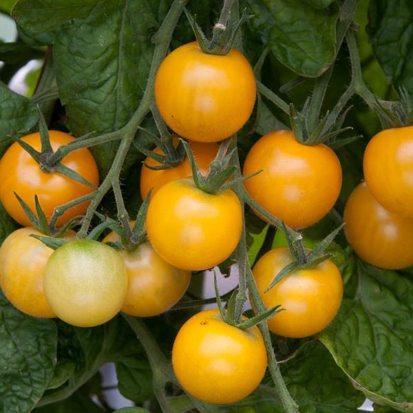 Golden Crown Tomato