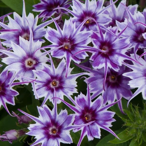 Popstars Blue Phlox