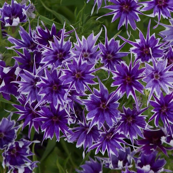 Popstars Blue Deep Phlox