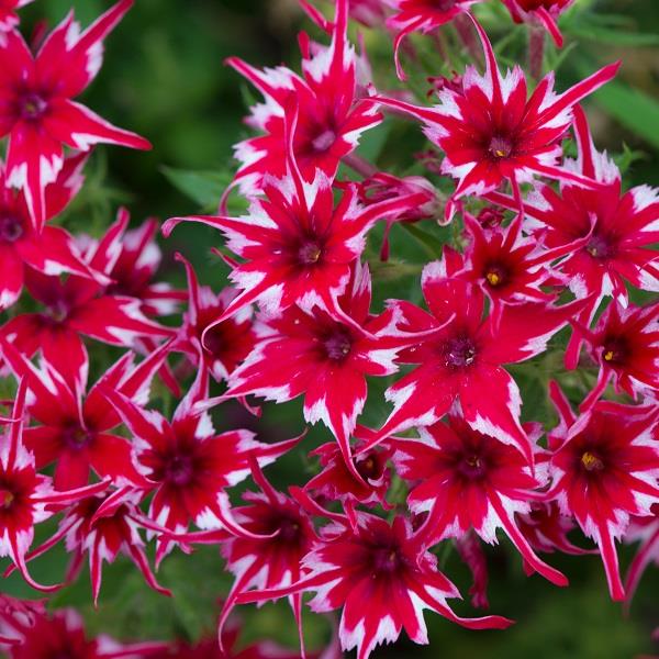 Popstars Red Phlox