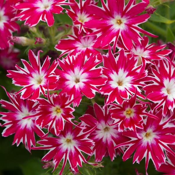 Popstars Rose Eye Phlox