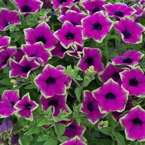 Designer Buzz Purple Petunia Vegetative