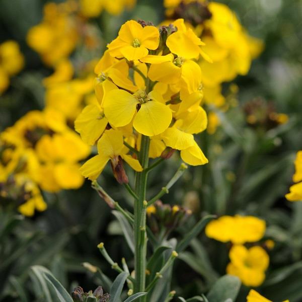 Erysimum Fragrant Sunshine