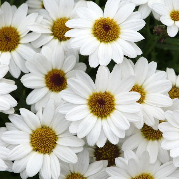 Grandaisy Ivory White Argyranthemum